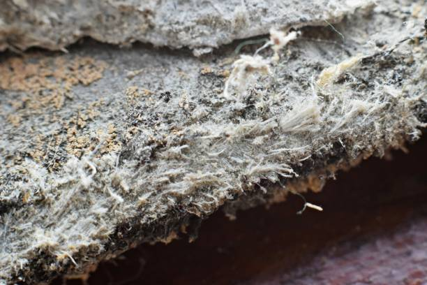 Effective Strategies for Eliminating Mold and Mildew